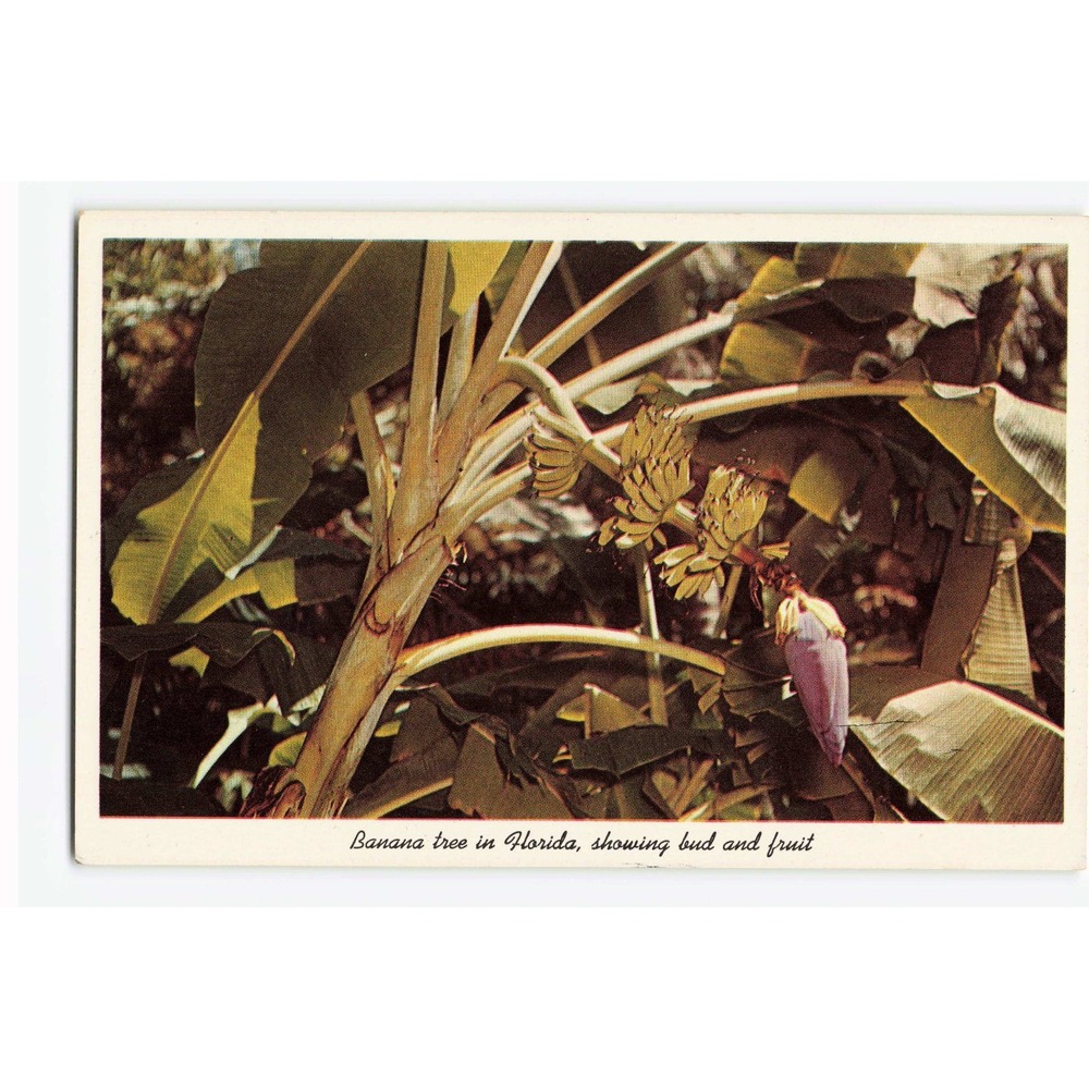 Vintage Florida Banana Tree Bud and Fruit Sarasota Jungle Gardens Postcard